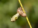 Emerging Cicada 012.jpg